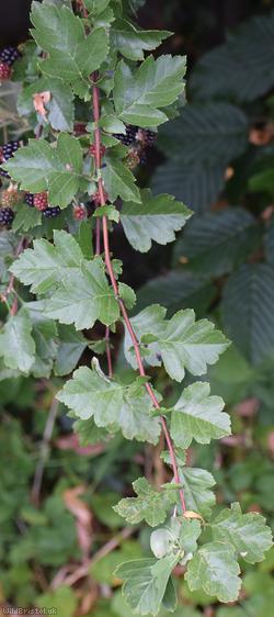 image for Common Hawthorn type 110