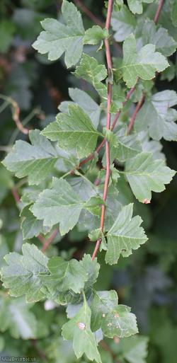 Common Hawthorn type 110