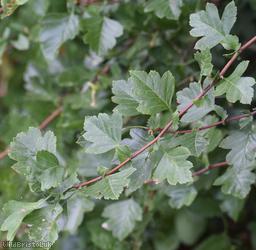 Common Hawthorn type 110