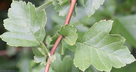 Common Hawthorn type 110