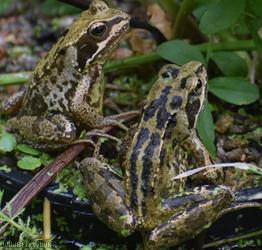 Common Frog
