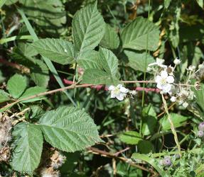 image for Birchwood Lane Tubercled Bramble