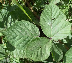 Birchwood Lane Tubercled Bramble