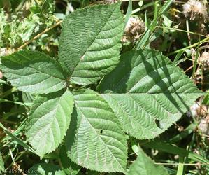 Birchwood Lane Tubercled Bramble