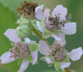 Somerset Bramble