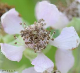 Somerset Bramble