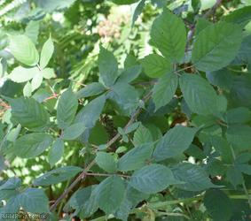 Somerset Bramble