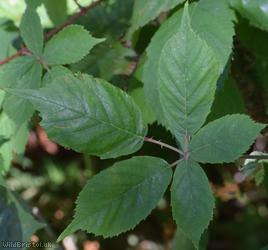 Somerset Bramble