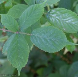 Somerset Bramble
