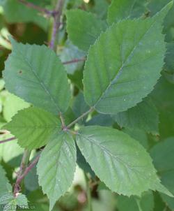 Somerset Bramble