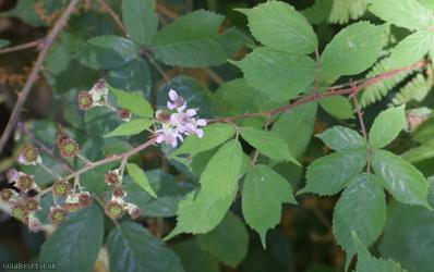 Somerset Bramble