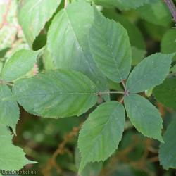 Somerset Bramble