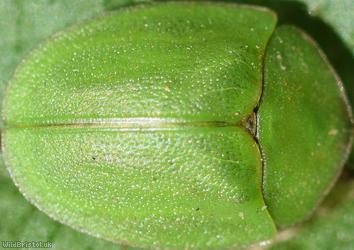 image for Green Tortoise Beetle
