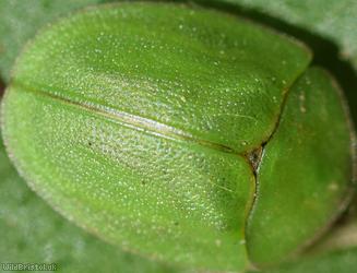 Green Tortoise Beetle