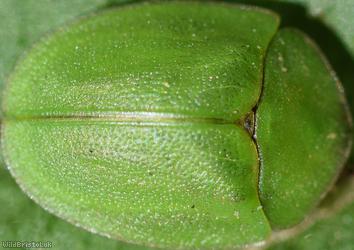 Green Tortoise Beetle