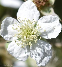 Birchwood Lane Tubercled Bramble