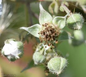 Birchwood Lane Tubercled Bramble