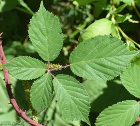 Dentate-leaved Bramble