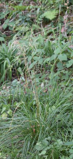 Small-flowered Hair-grass