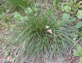 Small-flowered Hair-grass