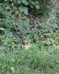 Small-flowered Hair-grass