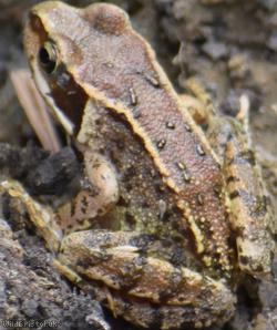 Common Frog