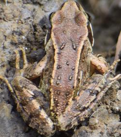 Common Frog
