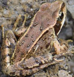 Common Frog