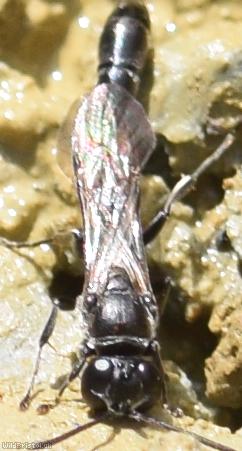 Slender Wood Borer Wasp?