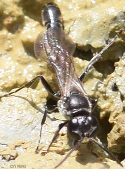 Slender Wood Borer Wasp?