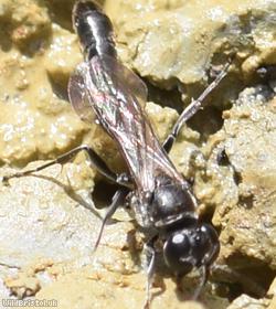 Slender Wood Borer Wasp?