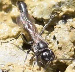 Slender Wood Borer Wasp?