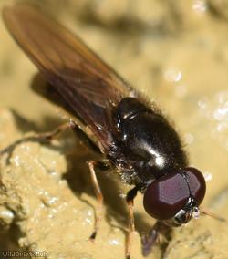 Bolete Blacklet