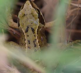 Common Frog