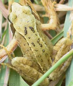 Common Frog