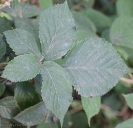 Imbricate-leaved Bramble