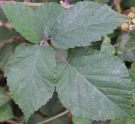Imbricate-leaved Bramble
