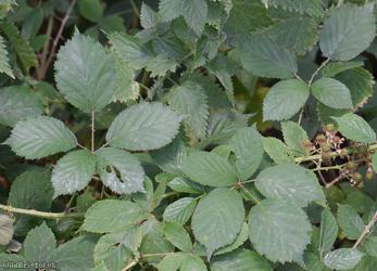 Lindley's Bramble