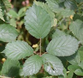 Lindley's Bramble