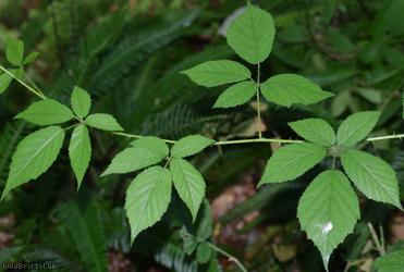 Patent-pedicelled Bramble