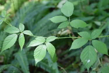 Patent-pedicelled Bramble