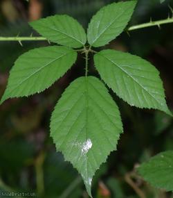 Patent-pedicelled Bramble