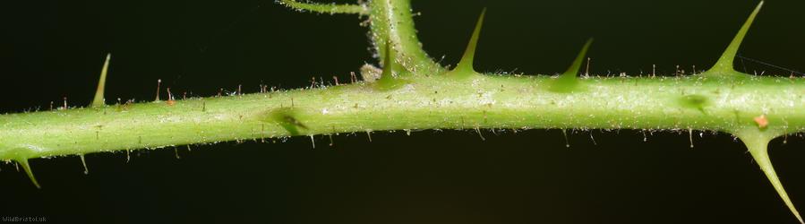 Patent-pedicelled Bramble
