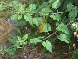 Woody Nightshade
