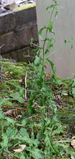 Hawkweed Oxtongue