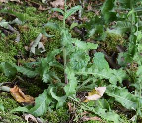 Hawkweed Oxtongue