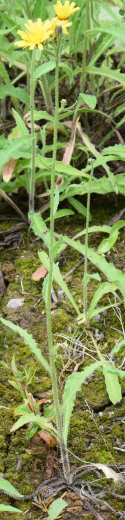 Hawkweed Oxtongue