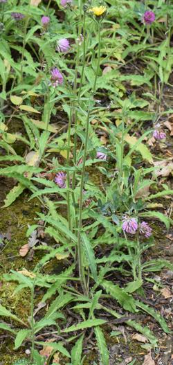 Hawkweed Oxtongue