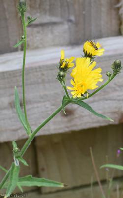 Hawkweed Oxtongue