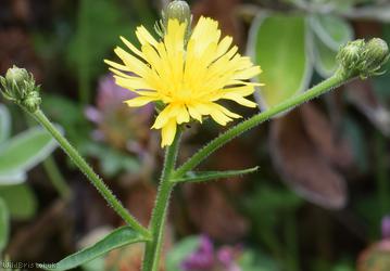 Hawkweed Oxtongue